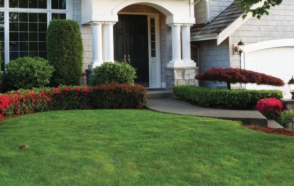 Front Yard Grass of a Nice Home
